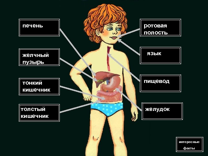 Организм Человека Знакомство