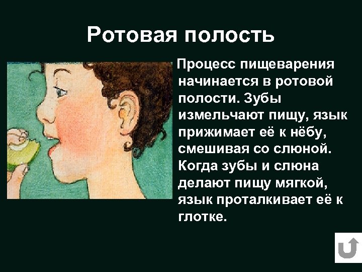 Ротовая полость Процесс пищеварения начинается в ротовой полости. Зубы измельчают пищу, язык прижимает её