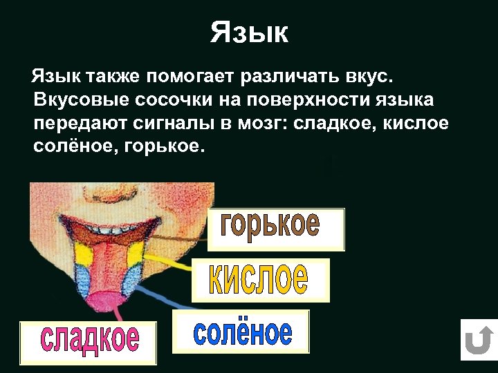 Язык также помогает различать вкус. Вкусовые сосочки на поверхности языка передают сигналы в мозг: