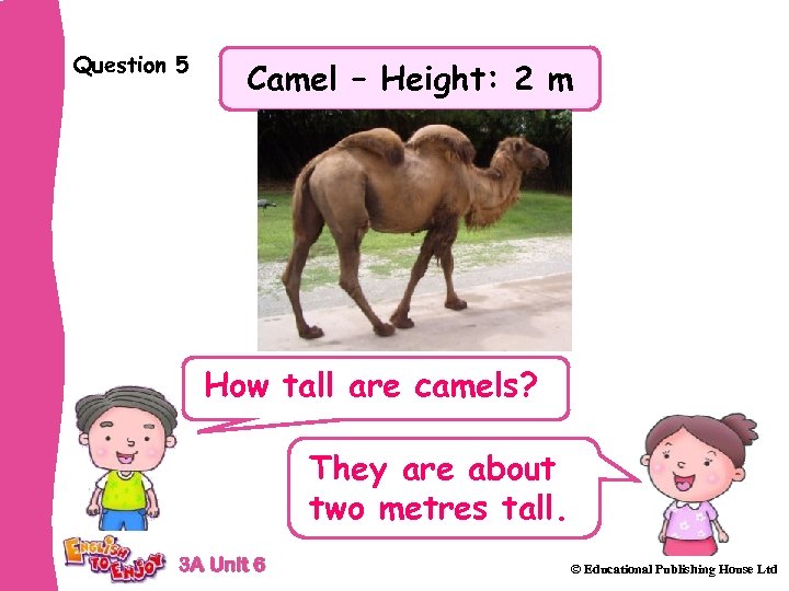 Question 5 Camel – Height: 2 m How tall are camels? They are about