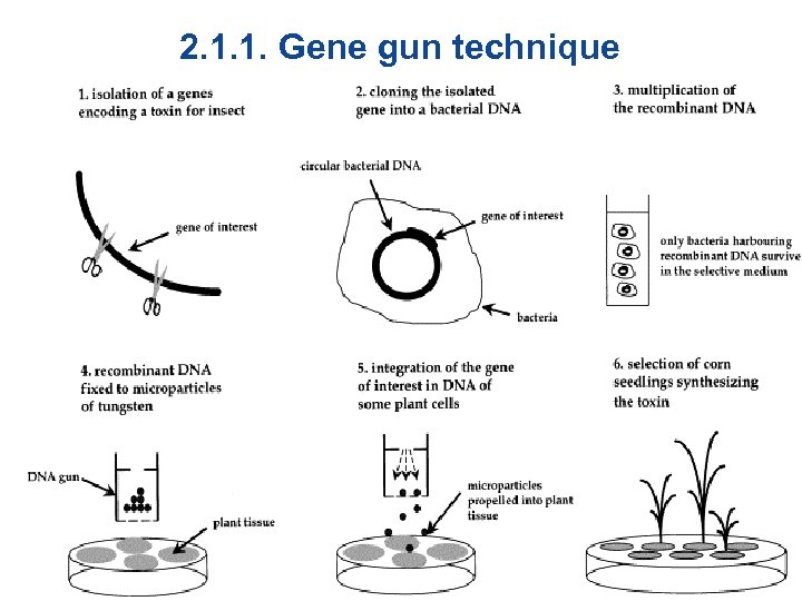 2. 1. 1. Gene gun technique 