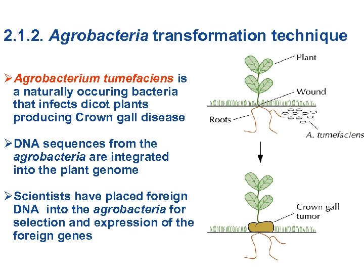 2. 1. 2. Agrobacteria transformation technique ØAgrobacterium tumefaciens is a naturally occuring bacteria that