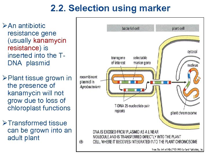 2. 2. Selection using marker ØAn antibiotic resistance gene (usually kanamycin resistance) is inserted