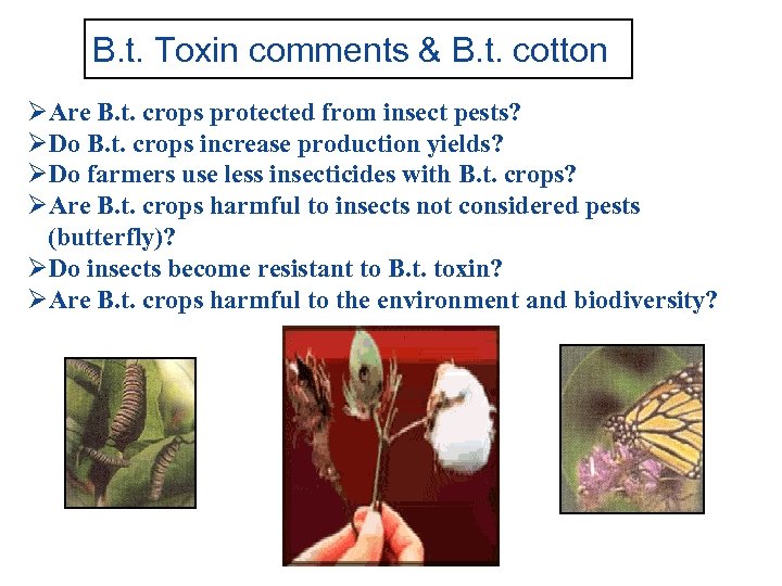 B. t. Toxin comments & B. t. cotton ØAre B. t. crops protected from