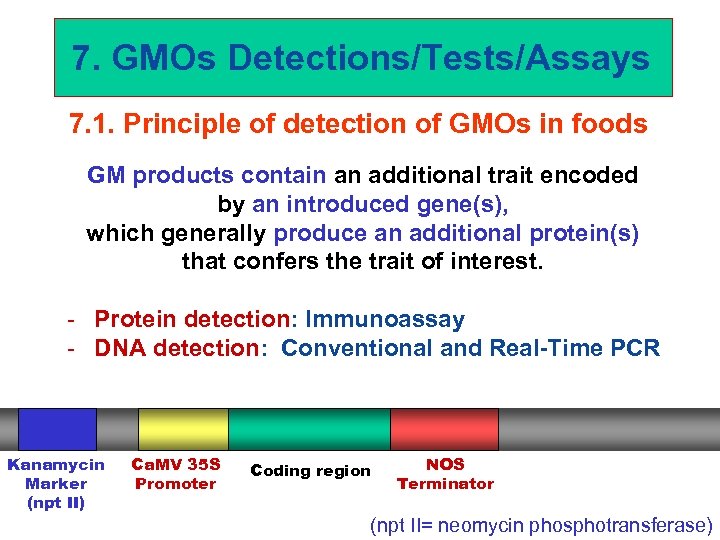 7. GMOs Detections/Tests/Assays 7. 1. Principle of detection of GMOs in foods GM products