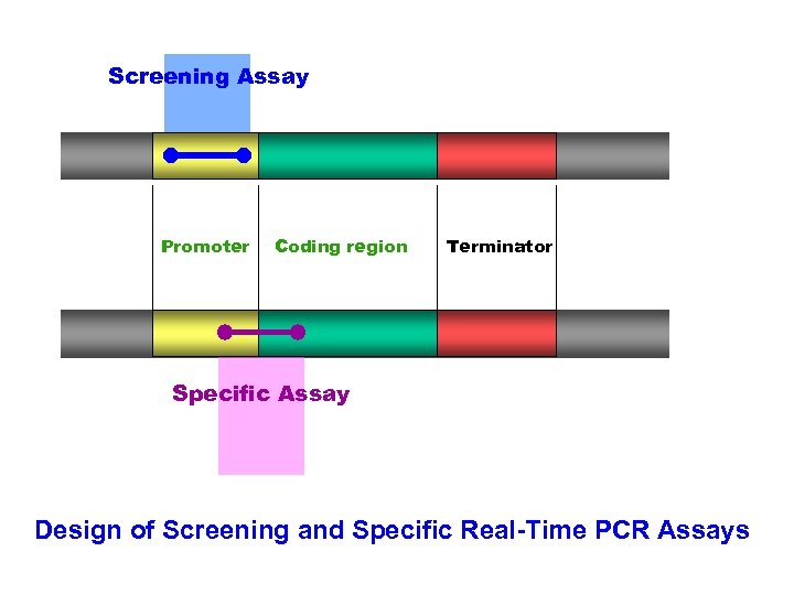 Screening Assay Promoter Coding region Terminator Specific Assay Design of Screening and Specific Real-Time