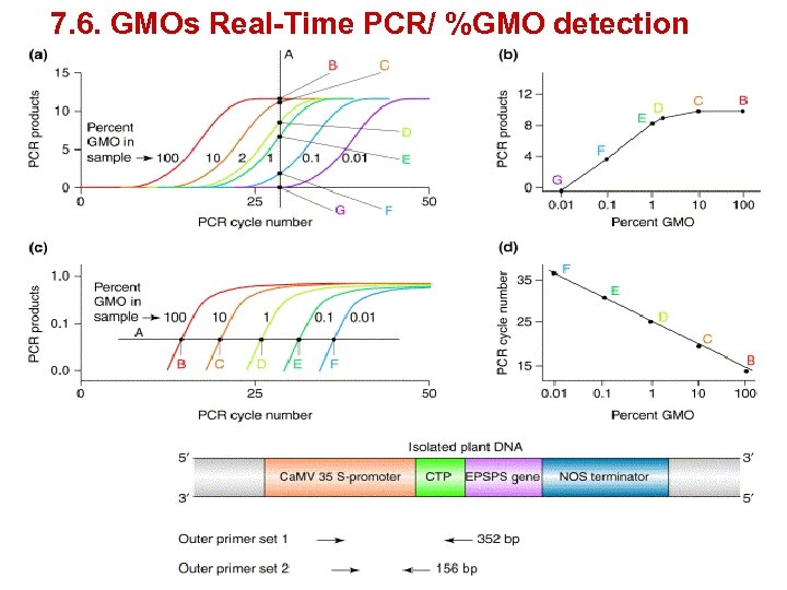 7. 6. GMOs Real-Time PCR/ %GMO detection 