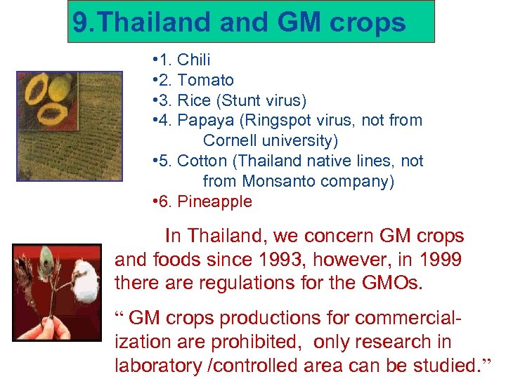 9. Thailand GM crops • 1. Chili • 2. Tomato • 3. Rice (Stunt