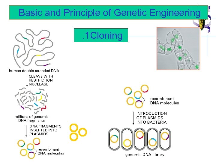 Basic and Principle of Genetic Engineering. 1 Cloning 