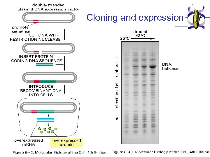Cloning and expression 