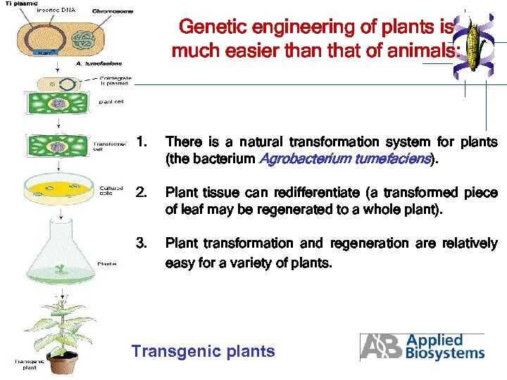 Genetic engineering of plants is much easier than that of animals: 1. There is