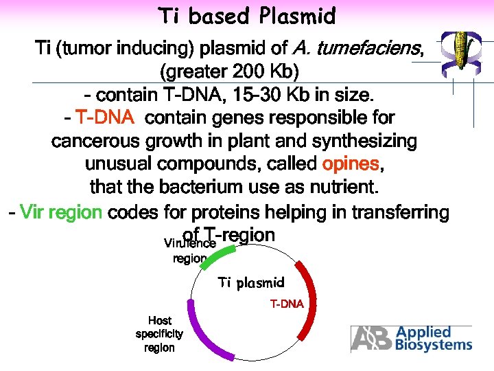 Ti based Plasmid Ti (tumor inducing) plasmid of A. tumefaciens, (greater 200 Kb) -