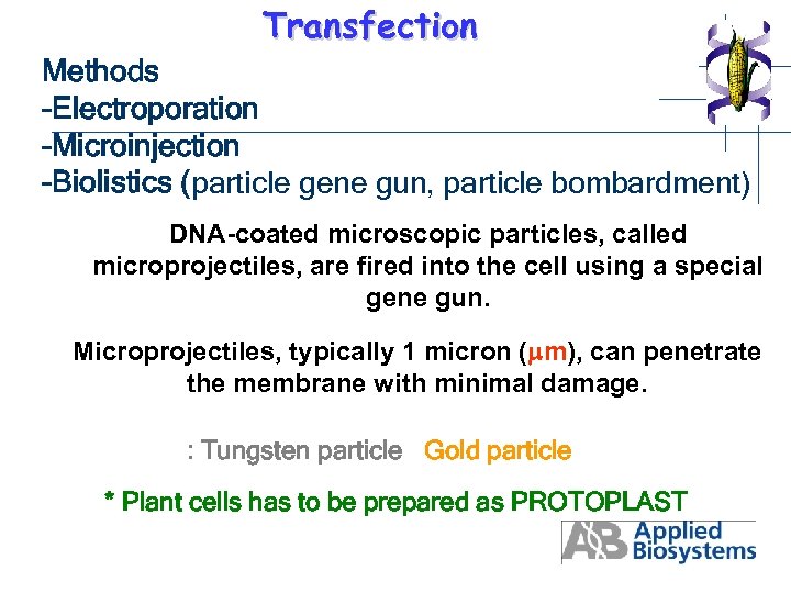 Transfection Methods -Electroporation -Microinjection -Biolistics (particle gene gun, particle bombardment) DNA-coated microscopic particles, called