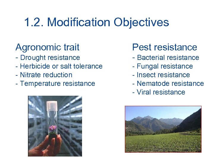 1. 2. Modification Objectives Agronomic trait Pest resistance - Drought resistance - Bacterial resistance
