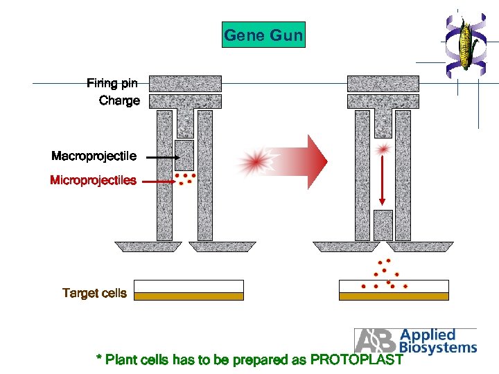 Gene Gun Firing pin Charge Macroprojectile Microprojectiles Target cells * Plant cells has to