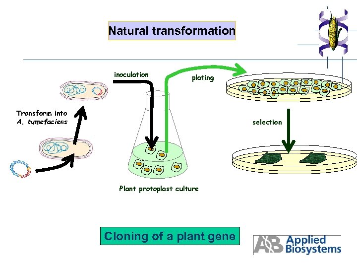 Natural transformation inoculation plating Transform into A. tumefaciens selection Plant protoplast culture Cloning of