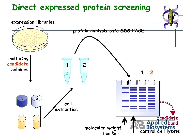 Direct expressed protein screening expression libraries protein analysis onto SDS PAGE culturing candidate colonies