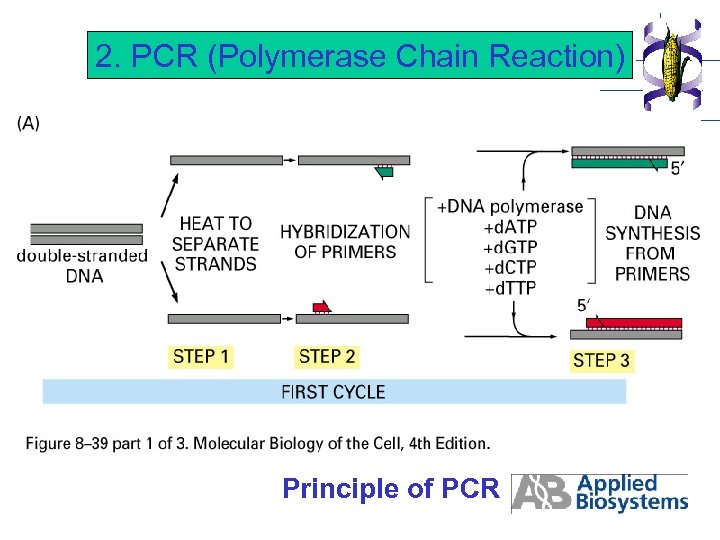 2. PCR (Polymerase Chain Reaction) Principle of PCR 