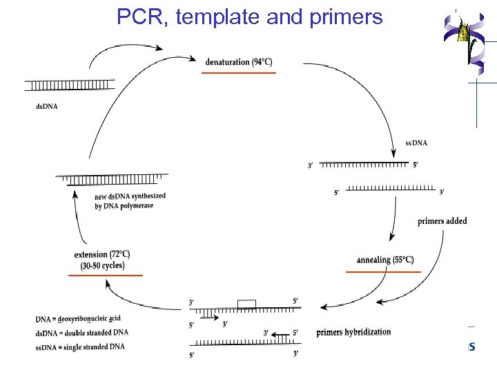 PCR, template and primers 