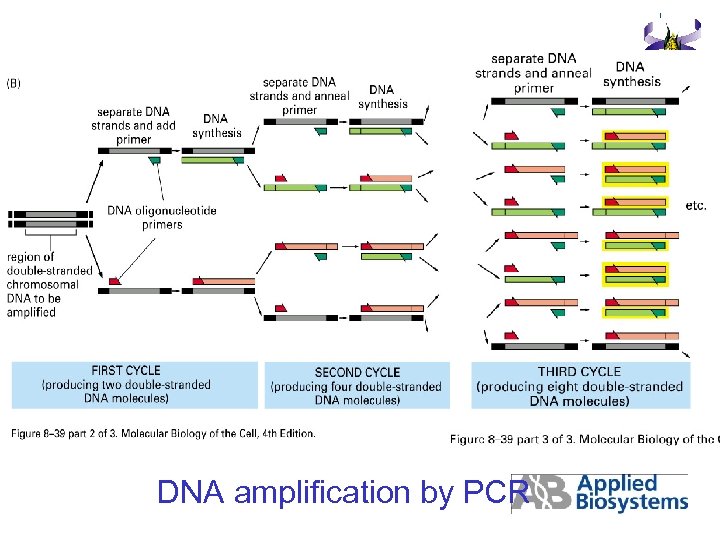 DNA amplification by PCR 