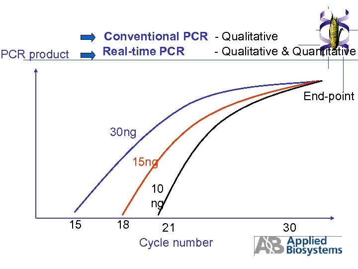 PCR product Conventional PCR - Qualitative Real-time PCR - Qualitative & Quantitative End-point 30