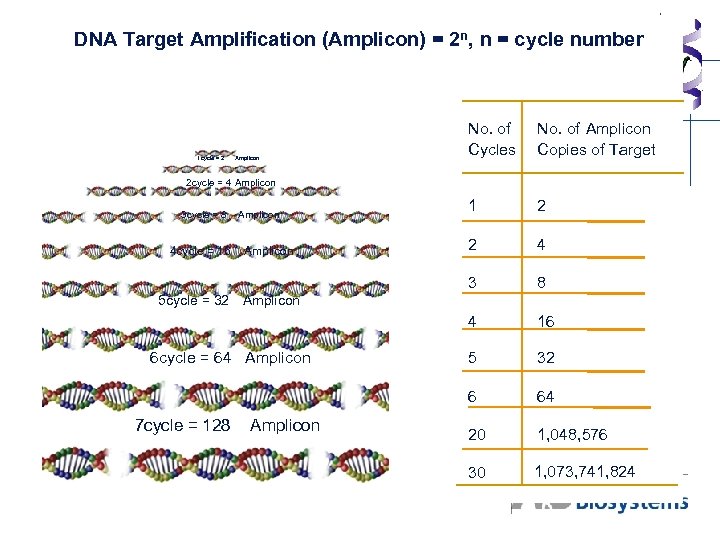 DNA Target Amplification (Amplicon) = 2 n, n = cycle number 1 2 2