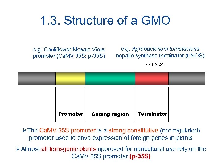 1. 3. Structure of a GMO e. g. Cauliflower Mosaic Virus promoter (Ca. MV
