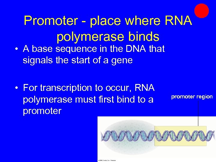 Promoter - place where RNA polymerase binds • A base sequence in the DNA
