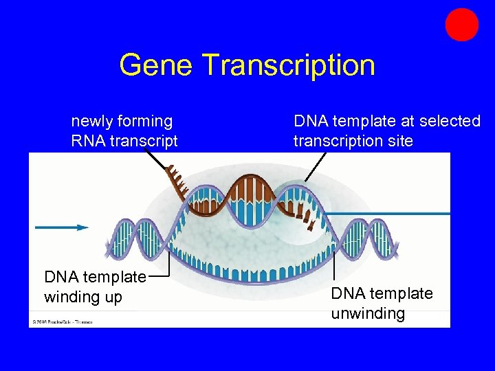 Gene Transcription newly forming RNA transcript DNA template winding up DNA template at selected