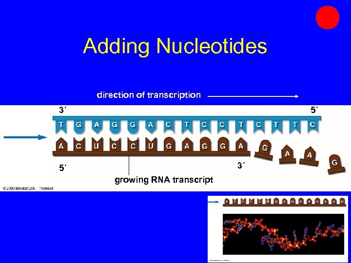 Adding Nucleotides direction of transcription 3´ 5´ growing RNA transcript 