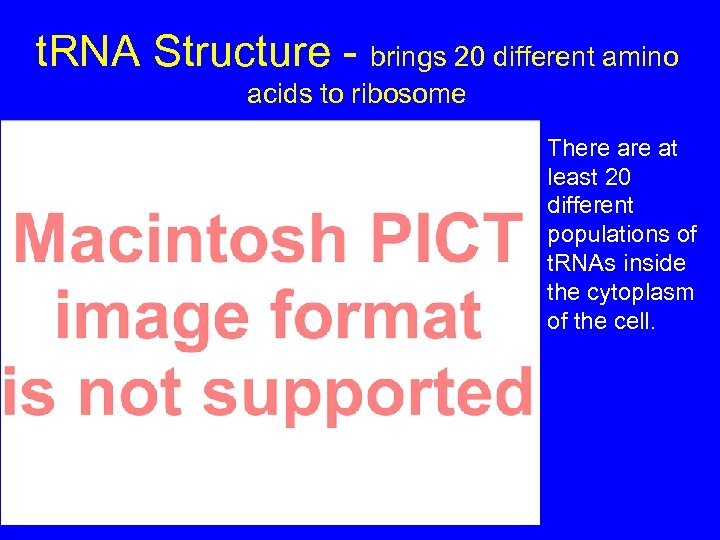 t. RNA Structure - brings 20 different amino acids to ribosome There at least