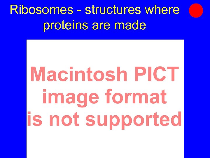 Ribosomes - structures where proteins are made 