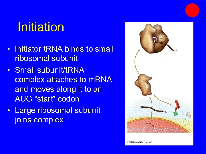 Initiation • Initiator t. RNA binds to small ribosomal subunit • Small subunit/t. RNA