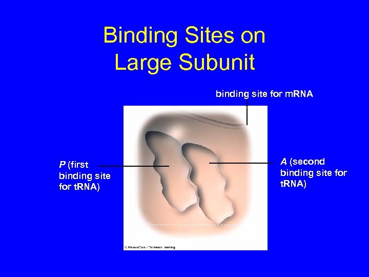 Binding Sites on Large Subunit binding site for m. RNA P (first binding site