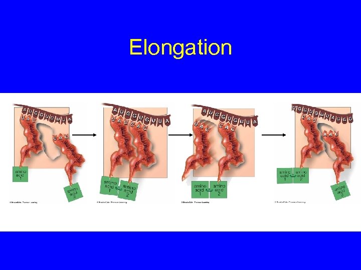 Elongation 
