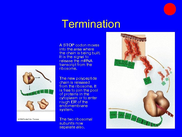 Termination A STOP codon moves into the area where the chain is being built.
