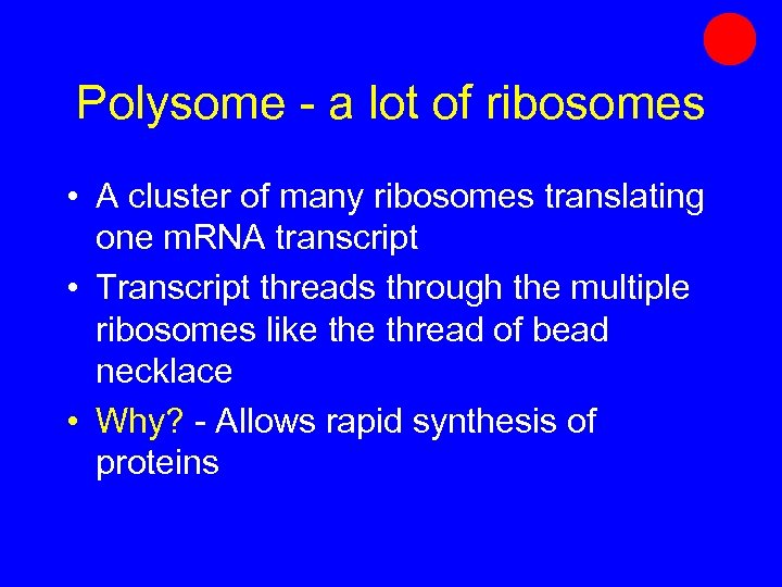 Polysome - a lot of ribosomes • A cluster of many ribosomes translating one