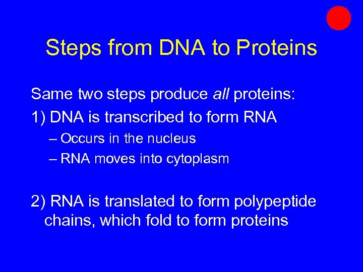 Steps from DNA to Proteins Same two steps produce all proteins: 1) DNA is