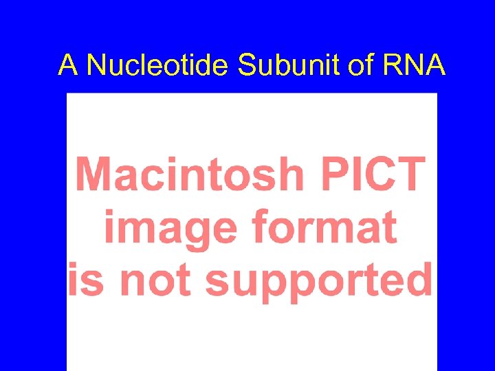 A Nucleotide Subunit of RNA 