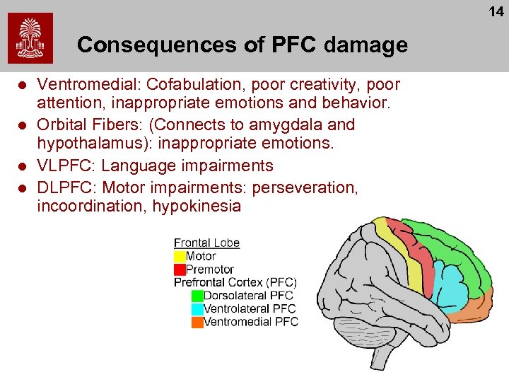 14 Consequences of PFC damage l l Ventromedial: Cofabulation, poor creativity, poor attention, inappropriate