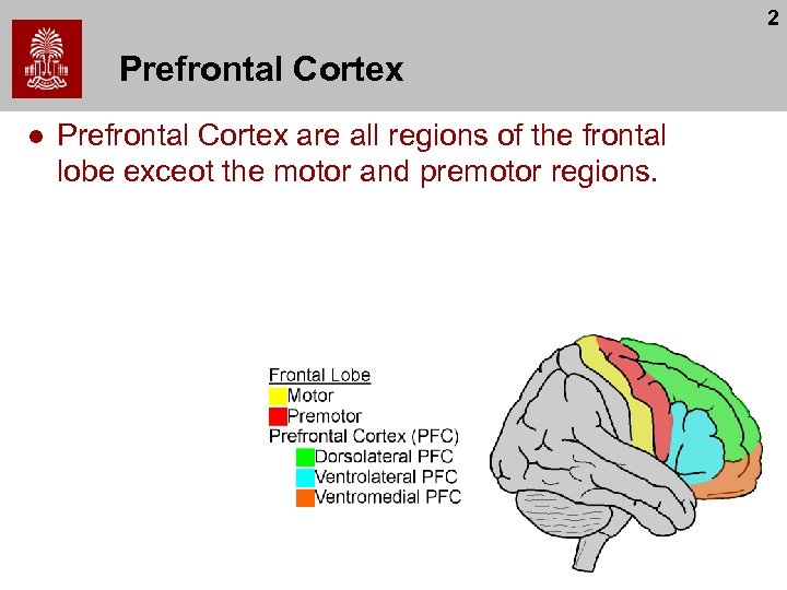 2 Prefrontal Cortex l Prefrontal Cortex are all regions of the frontal lobe exceot