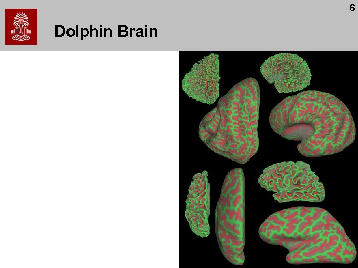 6 Dolphin Brain 