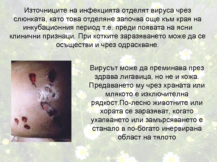 Източниците на инфекцията отделят вируса чрез слюнката, като това отделяне започва още към края