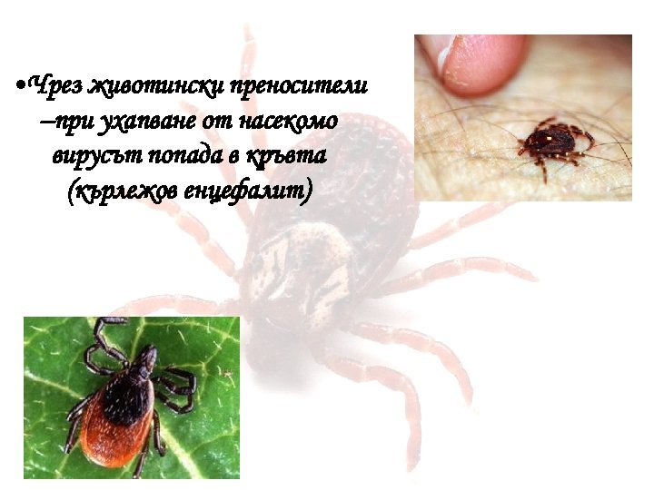  • Чрез животински преносители –при ухапване от насекомо вирусът попада в кръвта (кърлежов