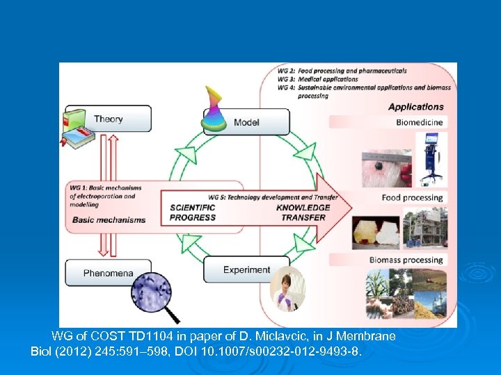 WG of COST TD 1104 in paper of D. Miclavcic, in J Membrane Biol