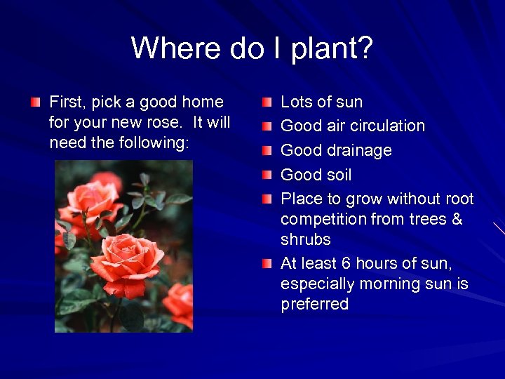 Where do I plant? First, pick a good home for your new rose. It
