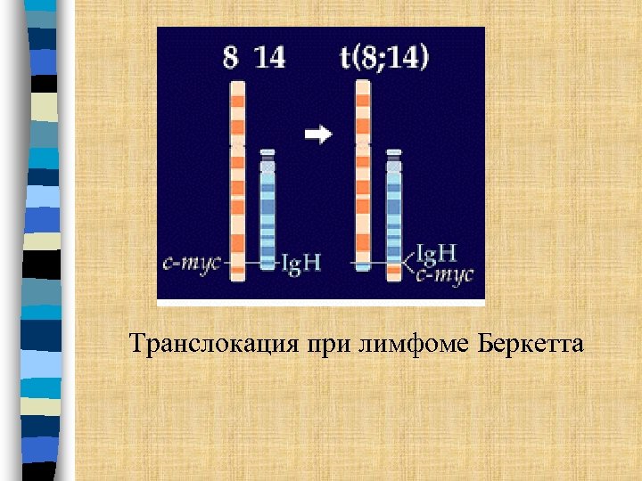 Транслокация при лимфоме Беркетта 