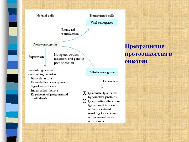 Превращение протоонкогена в онкоген 