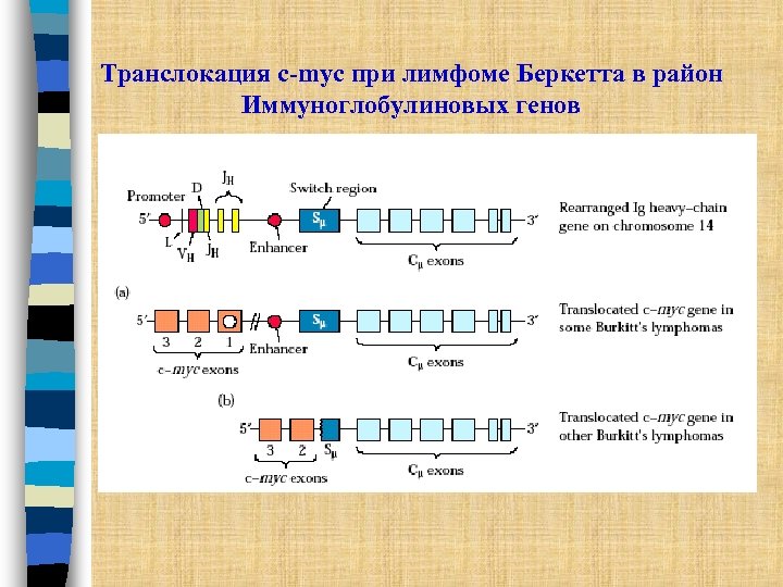 Транслокация c-myc при лимфоме Беркетта в район Иммуноглобулиновых генов 