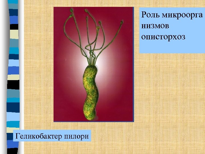 Роль микроорга низмов описторхоз Геликобактер пилори 